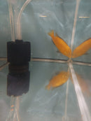 OUTSTANDING YELLOW LAB MALE JUMBO SIZE 5 INCHES (Labidochromis caeruleus)