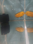 OUTSTANDING YELLOW LAB MALE JUMBO SIZE 5 INCHES (Labidochromis caeruleus)