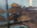 THE STUNNING TRIMAC CICHLID 4" to 4.5" (Cichlasoma trimaculatum) VERY RARE