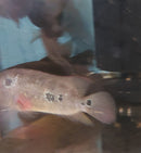 THE STUNNING TRIMAC CICHLID 4" to 4.5" (Cichlasoma trimaculatum) VERY RARE