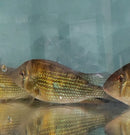ACARICHTHYS HECKELII 5" to 6"- THREADFIN GEOPHAGUS