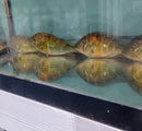 ACARICHTHYS HECKELII 5" to 6"- THREADFIN GEOPHAGUS