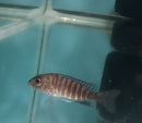 SUPER RED STRAWBERRY PEACOCK 1.5 TO 2" UNSEXED (Aulonocara sp)