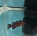 SUPER RED STRAWBERRY PEACOCK 1.5 TO 2" UNSEXED (Aulonocara sp)