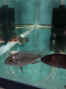 SUPER RED STRAWBERRY PEACOCK 1.5 TO 2" UNSEXED (Aulonocara sp)