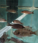 SUPER RED STRAWBERRY PEACOCK 1.5 TO 2" UNSEXED (Aulonocara sp)