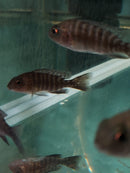 SUPER RED STRAWBERRY PEACOCK 1.5 TO 2" UNSEXED (Aulonocara sp)