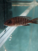 SUPER RED STRAWBERRY PEACOCK 1.5 TO 2" UNSEXED (Aulonocara sp)