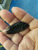 BLACK CONVICT CICHLID 2" UNSEXED (Amatitlania nigrofasciata)