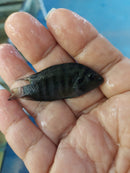 BLACK CONVICT CICHLID 2" UNSEXED (Amatitlania nigrofasciata)