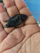 BLACK CONVICT CICHLID 2" UNSEXED (Amatitlania nigrofasciata)