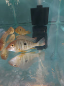 AMAZING GEOPHAGUS RED HEAD TAPAJOS 3 INCHES (Geophagus pyrocephalus)