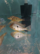 AMAZING GEOPHAGUS RED HEAD TAPAJOS 3 INCHES (Geophagus pyrocephalus)