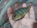 AMAZING GEOPHAGUS RED HEAD TAPAJOS 3 INCHES (Geophagus pyrocephalus)
