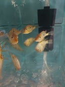 AMAZING GEOPHAGUS RED HEAD TAPAJOS 3 INCHES (Geophagus pyrocephalus)
