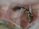 BEAUTIFUL CUCKOO CATFISH 1 to 1.5" (Synodontis multipunctata)