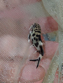 BEAUTIFUL CUCKOO CATFISH 1 to 1.5" (Synodontis multipunctata)