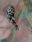 BEAUTIFUL CUCKOO CATFISH 1 to 1.5" (Synodontis multipunctata)