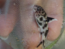 BEAUTIFUL CUCKOO CATFISH 1 to 1.5" (Synodontis multipunctata)