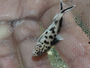 BEAUTIFUL CUCKOO CATFISH 1 to 1.5" (Synodontis multipunctata)