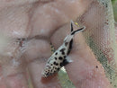 BEAUTIFUL CUCKOO CATFISH 1 to 1.5" (Synodontis multipunctata)