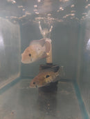 BEAUTIFUL GREEN TERROR CICHLID 5" to 6" UNSEXED