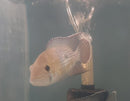 BEAUTIFUL GREEN TERROR CICHLID 5" to 6" UNSEXED