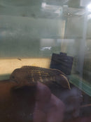 BEAUTIFUL GREEN TERROR CICHLID 5" to 6" UNSEXED