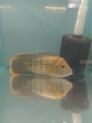 BEAUTIFUL GREEN TERROR CICHLID 5" to 6" UNSEXED