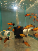 5 COLORFUL SUNBURST WAG PLATY UNSEXED (Xiphophorus maculatus)