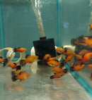 5 COLORFUL SUNBURST WAG PLATY UNSEXED (Xiphophorus maculatus)