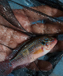 RED TURKANA JEWEL CICHLID 2.5 to 3" UNSEXED (Hemichromis exsul)