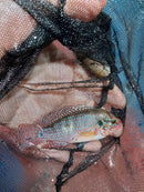 RED TURKANA JEWEL CICHLID 2.5 to 3" UNSEXED (Hemichromis exsul)
