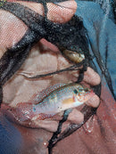 RED TURKANA JEWEL CICHLID 2.5 to 3" UNSEXED (Hemichromis exsul)