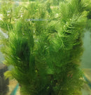 HORNWORT BUNCH (Ceratophyllum demersum ) 3 to 5 STEMS