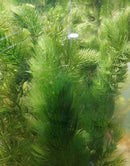 HORNWORT BUNCH (Ceratophyllum demersum ) 3 to 5 STEMS