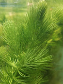 HORNWORT BUNCH (Ceratophyllum demersum ) 3 to 5 STEMS