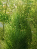 HORNWORT BUNCH (Ceratophyllum demersum ) 3 to 5 STEMS