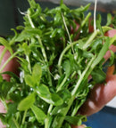 MONEYWORT BUNCH (Bacopa monnieri  ) 5 to 7 STEMS