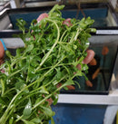 MONEYWORT BUNCH (Bacopa monnieri  ) 5 to 7 STEMS