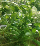 MONEYWORT BUNCH (Bacopa monnieri  ) 5 to 7 STEMS