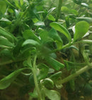 MONEYWORT BUNCH (Bacopa monnieri  ) 5 to 7 STEMS