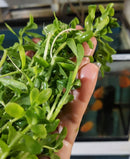 MONEYWORT BUNCH (Bacopa monnieri  ) 5 to 7 STEMS