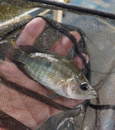 SUPERB BASKETMOUTH CICHLID 5 INCHES UNSEXED (Caquetaia spectabilis)