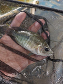 SUPERB BASKETMOUTH CICHLID 5 INCHES UNSEXED (Caquetaia spectabilis)