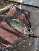 SUPERB BASKETMOUTH CICHLID 5 INCHES UNSEXED (Caquetaia spectabilis)