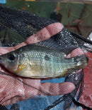 SUPERB BASKETMOUTH CICHLID 5 INCHES UNSEXED (Caquetaia spectabilis)