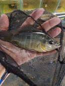 SUPERB BASKETMOUTH CICHLID 5 INCHES UNSEXED (Caquetaia spectabilis)