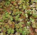 RED ROOT FLOATER  (Phyllanthus Fluitans) From 30 to 40 leaves