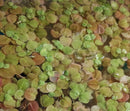 RED ROOT FLOATER  (Phyllanthus Fluitans) From 30 to 40 leaves